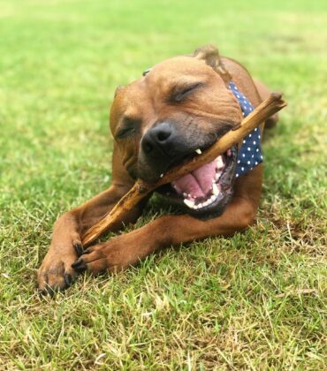 Cooke the staffy is chewing a stick