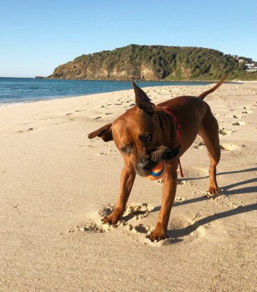 Cooke The Staffy playing with his toy on the beach.