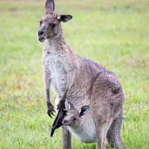 The mother kangaroo and the Joy looking at the camera.
