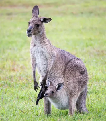 The mother kangaroo and the Joy looking at the camera.