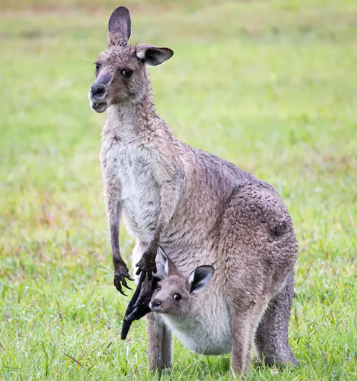 The mother kangaroo and the Joy looking at the camera.