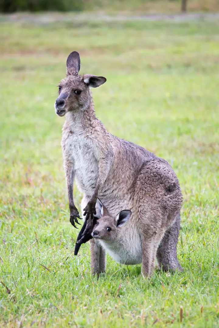 The mother kangaroo and the Joy looking at the camera.