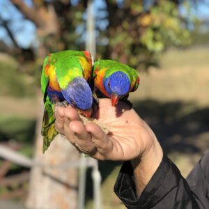 Lorikeets having some treats from a person's hand