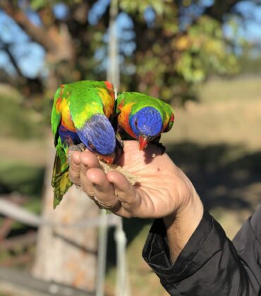 Lorikeets having some treats from a person's hand