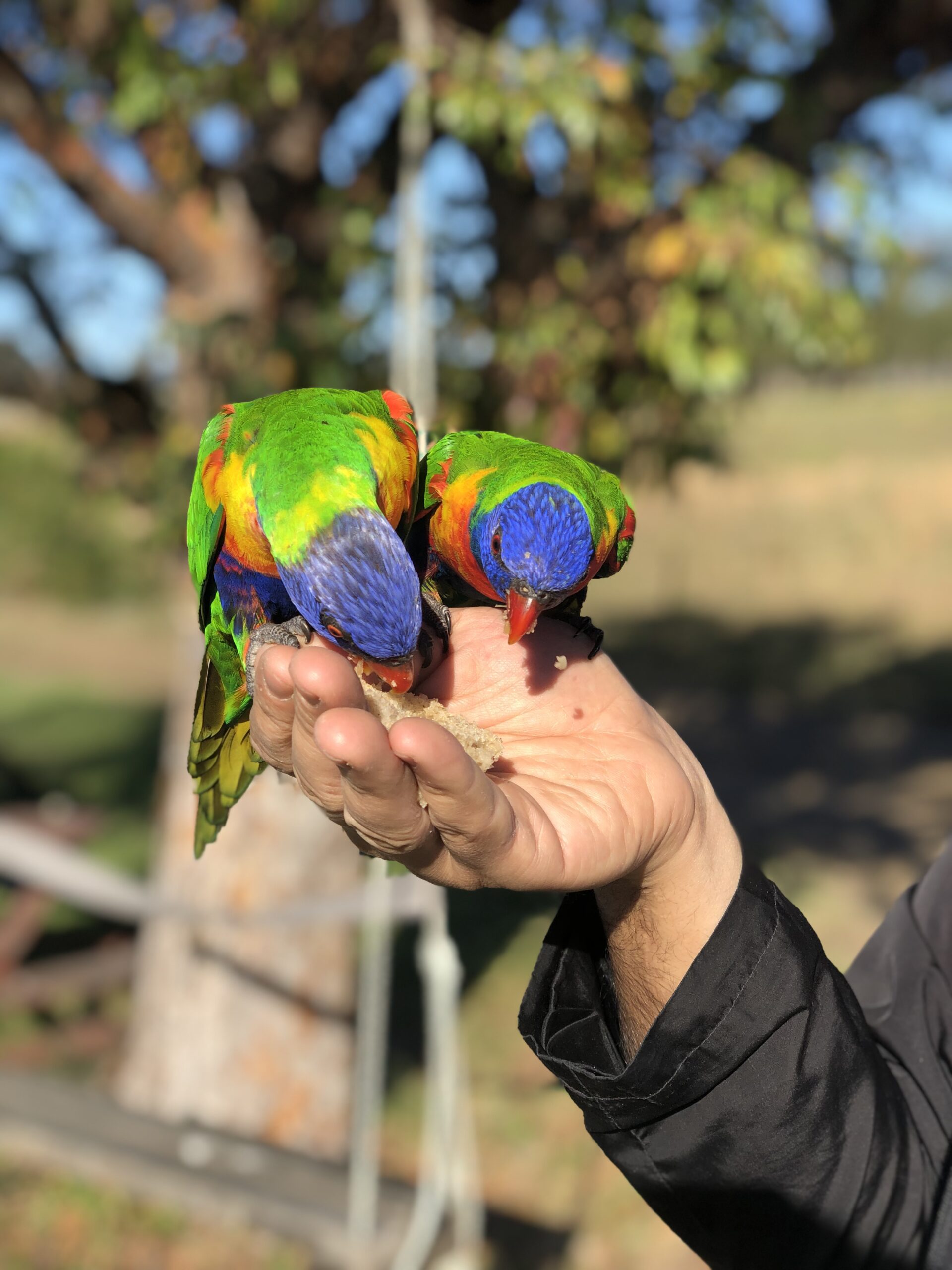Lorikeets having some treats from a person's hand
