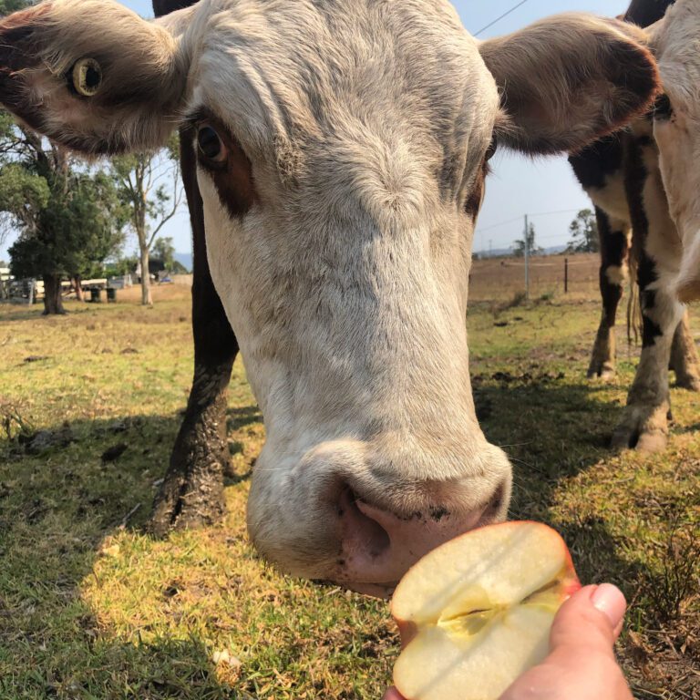 Close-up of a cow being fed an apple slice at Coomba Little Farm.