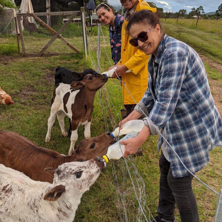 Feeding calves with milk bottles