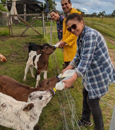 Feeding calves with milk bottles