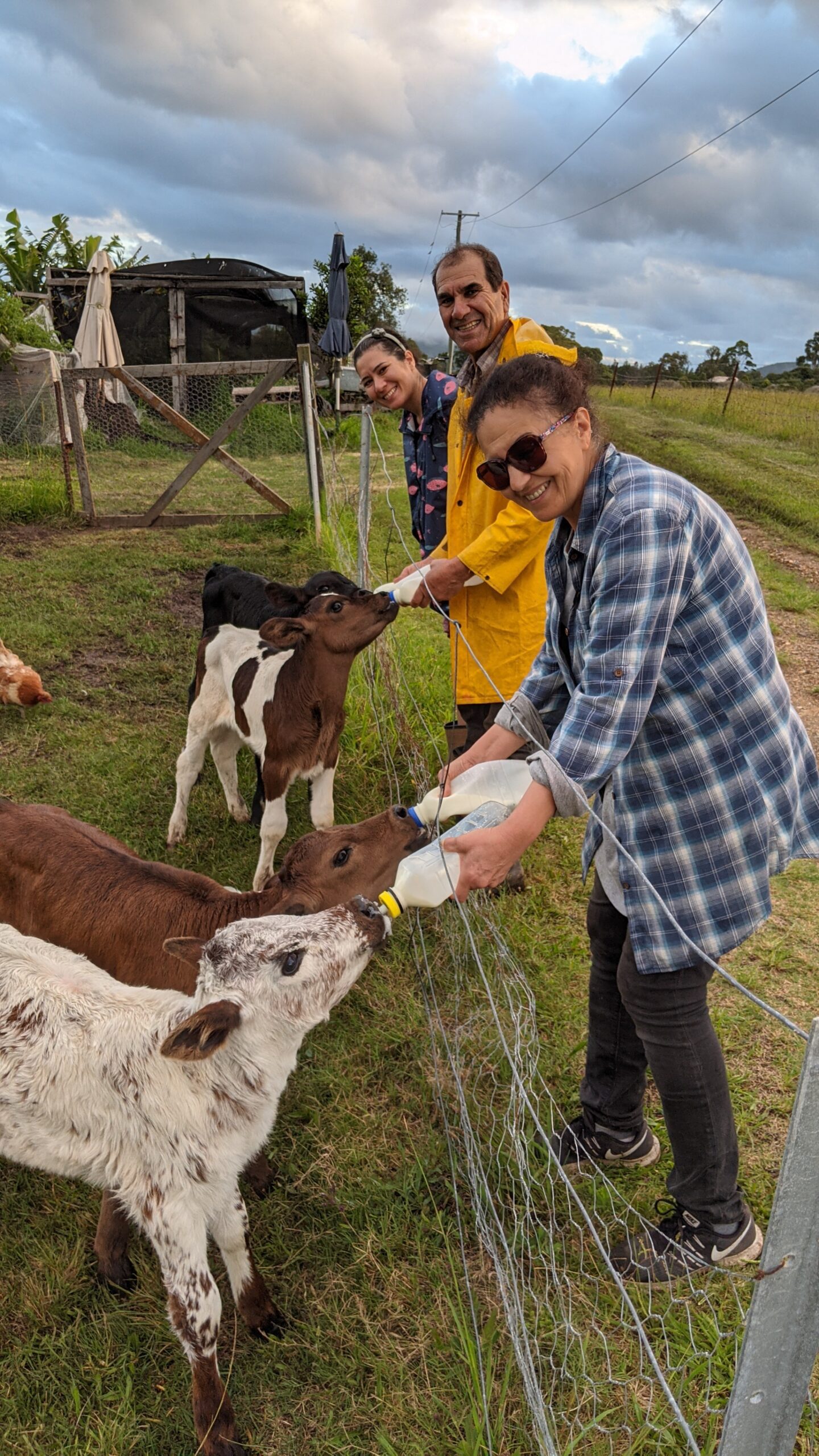 Feeding calves with milk bottles
